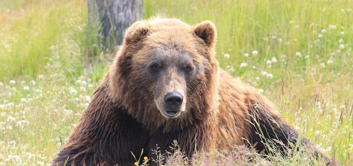 Grizzly bear from Unsplash russian hackers