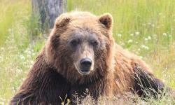5 ‘Grizzly Steppes’ to Protect Yourself Against Russian Hackers